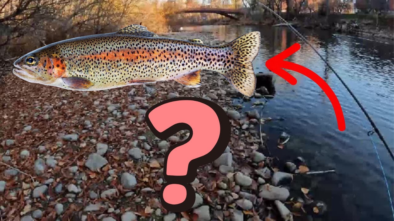 Рыбалка на реке Бойсе. Где водится стальноголовый лосось?