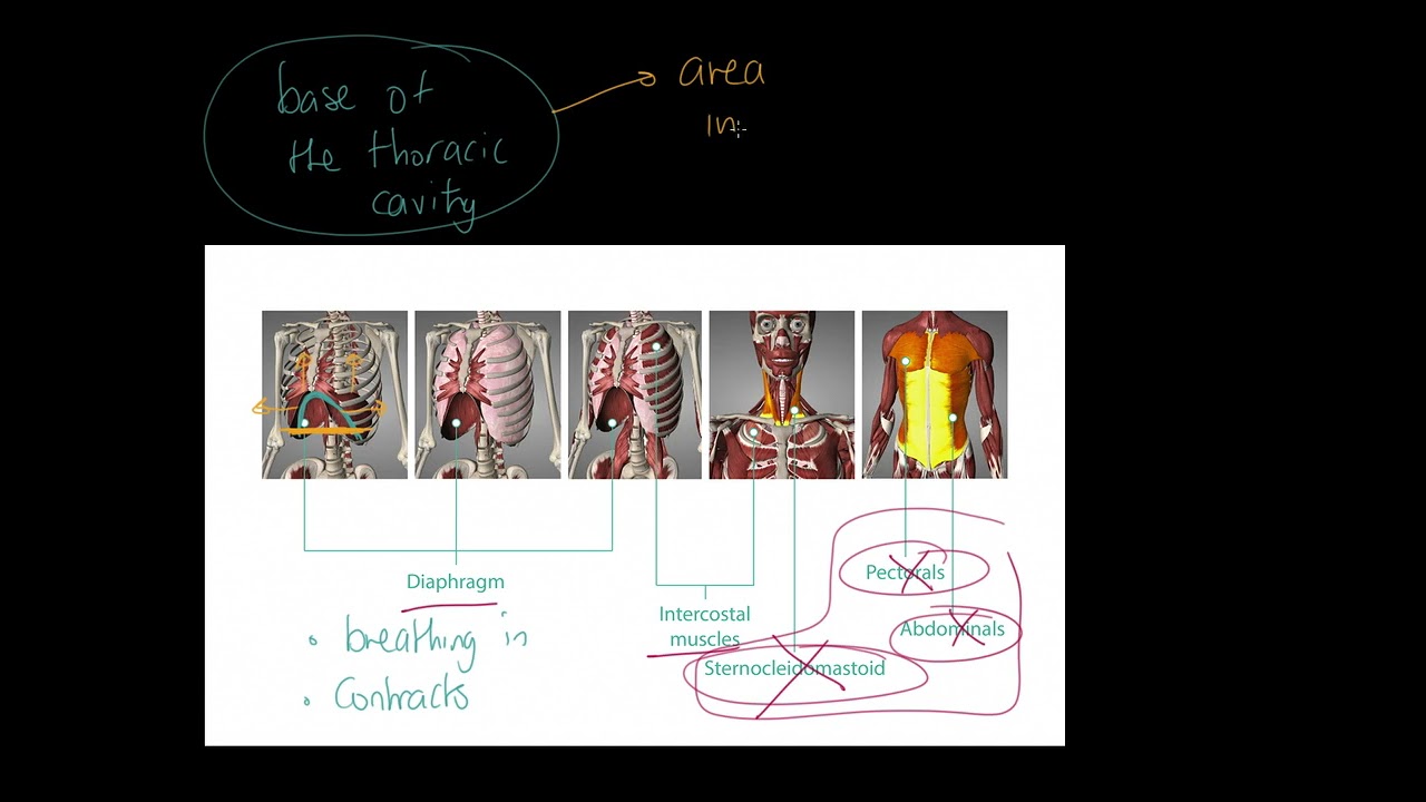 OCR GCSE PE 9-1 Mechanics of Breathing