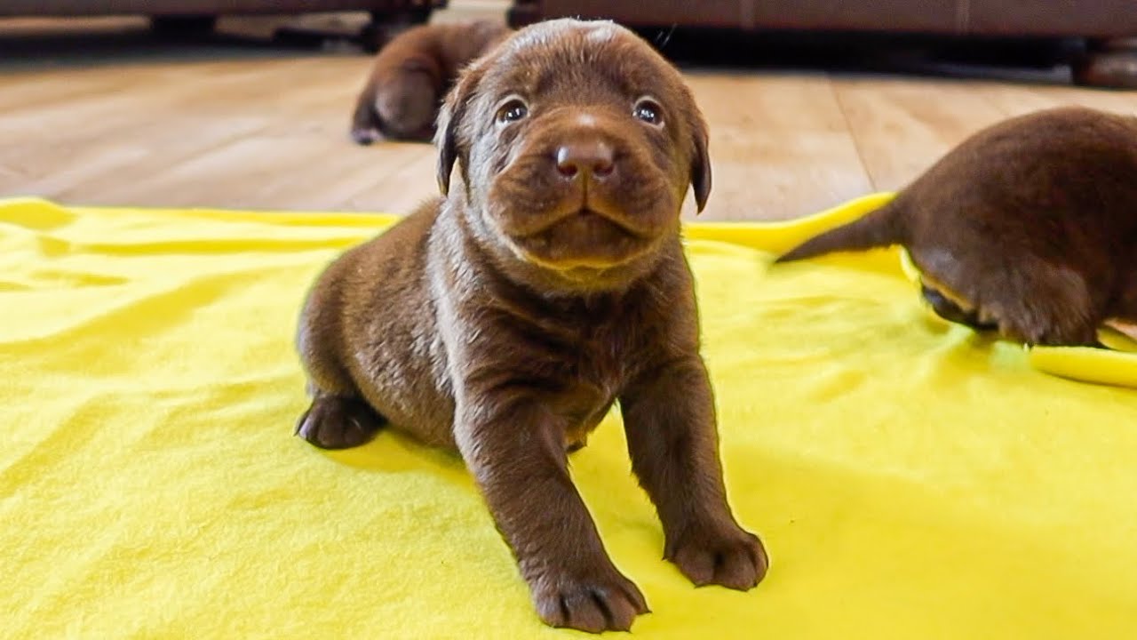 Noisy Puppies Have Their First Adventure!!