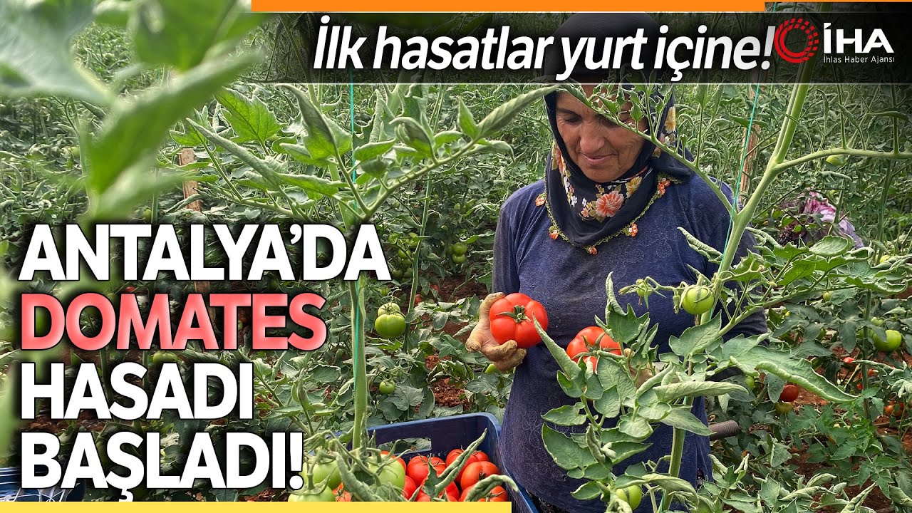 Antalya’da Sezonun İlk Domates Hasadı Yapıldı