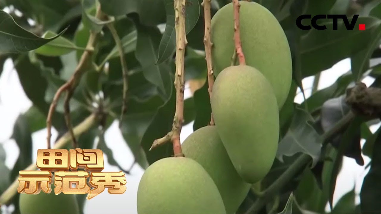 《田间示范秀》正确施肥有秘诀 保瓜保果有高招 20200421 | CCTV农业