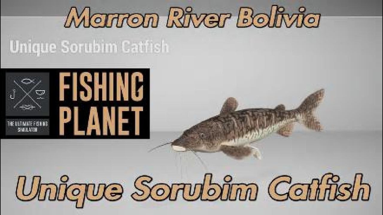 Уникальный сом-сорубим - река Маррон, Боливия - Fishing Planet
