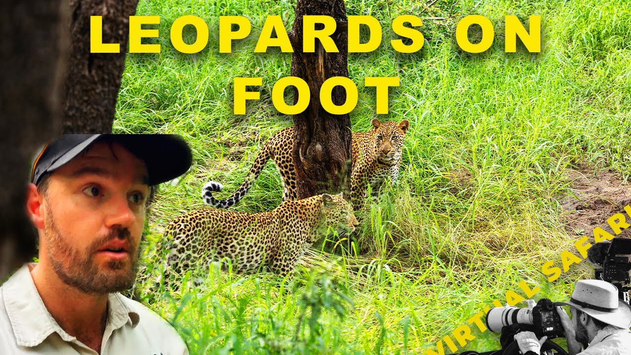 Leopards, Lions… and Fogged Lenses | Virtual Safari 