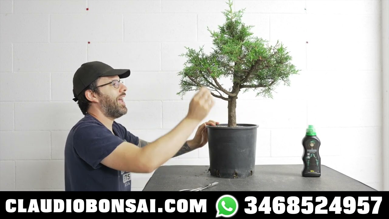 COME IMPOSTARE UN BONSAI SENZA RAMI