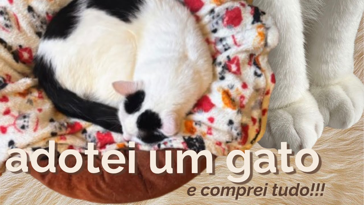 ADOTEI um GATO | primeiras 24h - tour de compras + adaptação