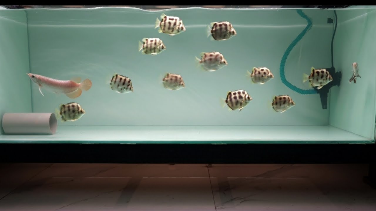 My African Tiger Scats Fish Feeding