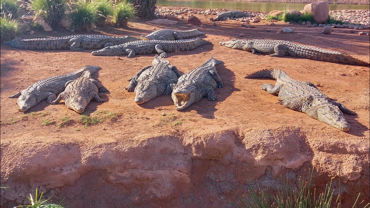 Hundreds of Crocodiles Sunbathing Together 😱 | CrocoParc