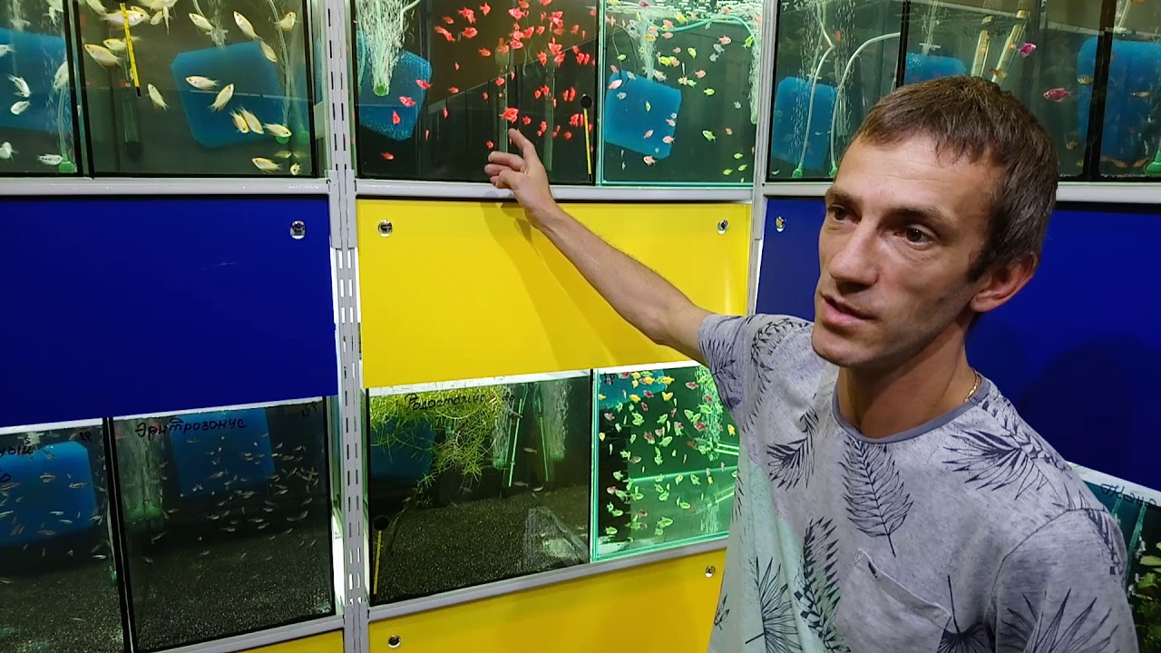 Знакомство - аквариумистика БЕСТ ФИШ