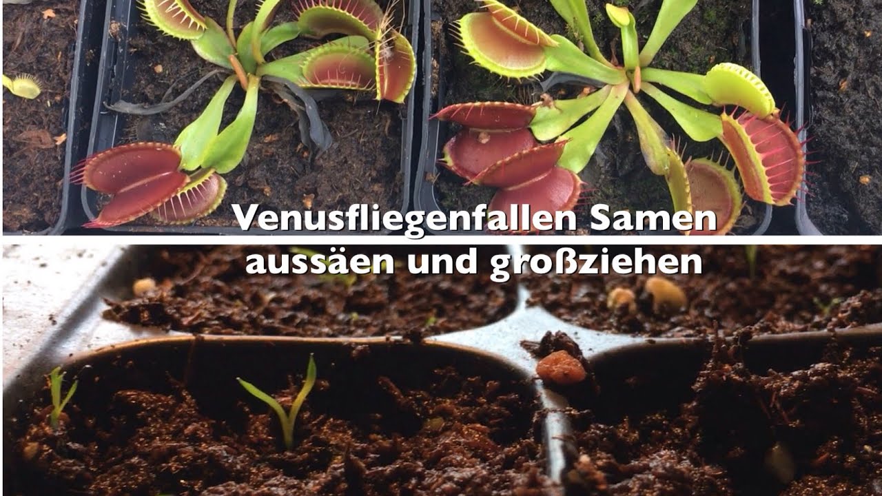 Venusfliegenfallen-Samen richtig auss&auml;en | Wachstum der Dionaea muscipula | Karnico