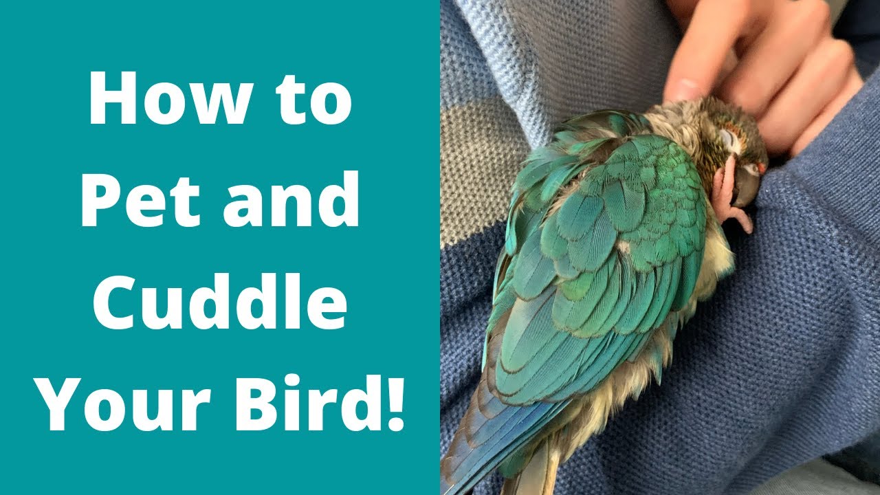 How to Safely Pet and Cuddle Your Bird | Parrot Behaviour | TheParrotTeacher
