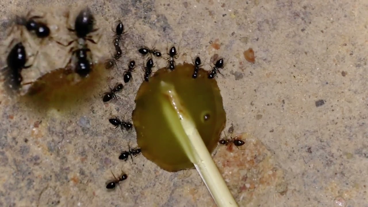 Сожители муравьев, встречающиеся на тропе мелких Долиходерин.