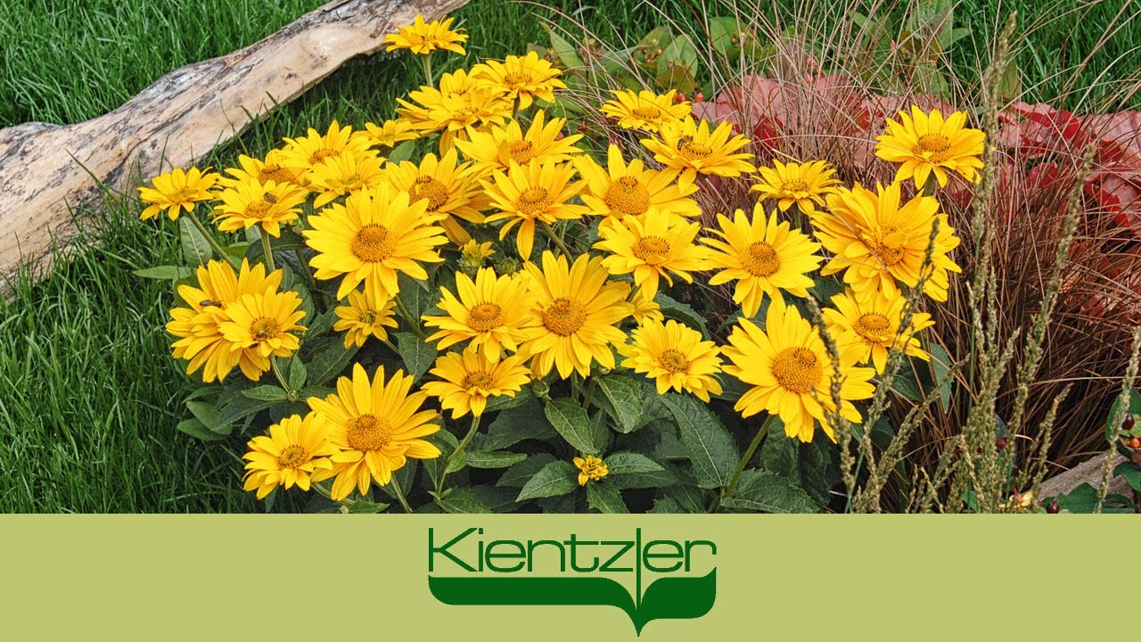 Winterhartes Sonnenauge mit goldgelben Bl&uuml;ten f&uuml;r den Terrassen-K&uuml;bel & das Gartenbeet