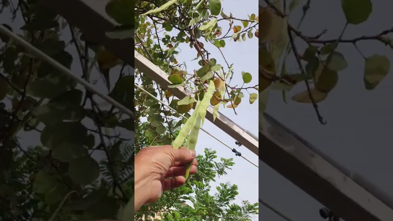 شجرة البوهينيا او خف الجمل في ⚘️جنتي حديقتي⚘️