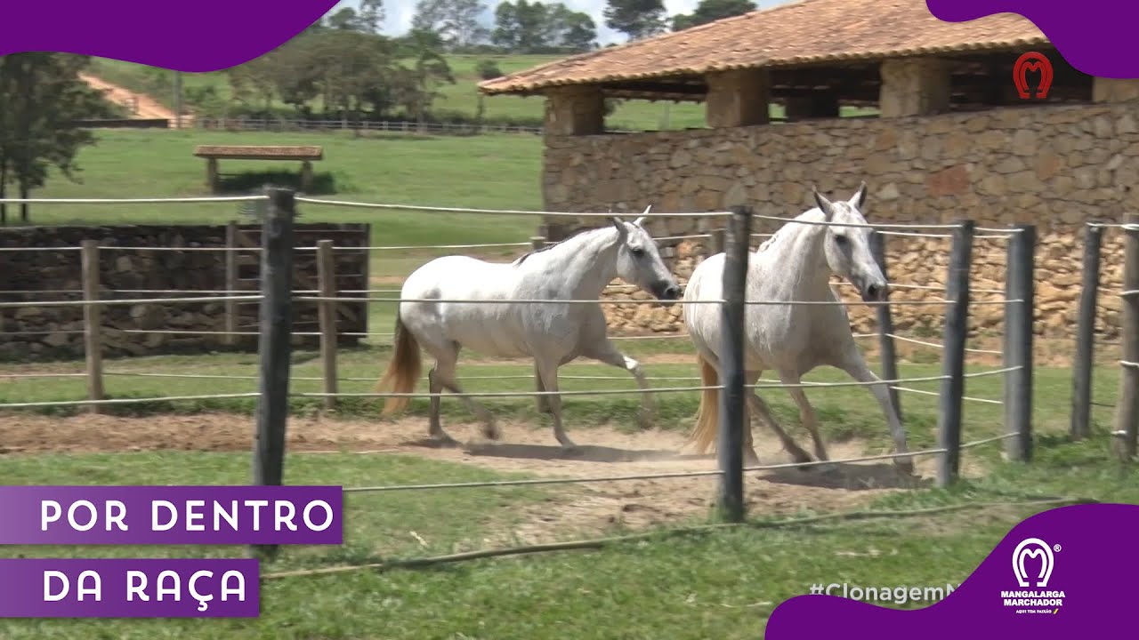 CAVALOS CLONADOS NO MANGALARGA MARCHADOR