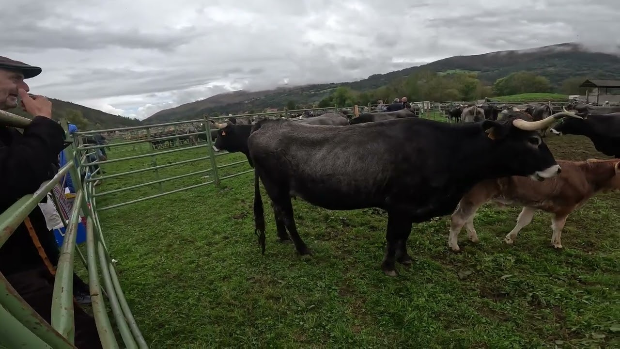 FERIA DE VALLE CABUERNIGA 2024