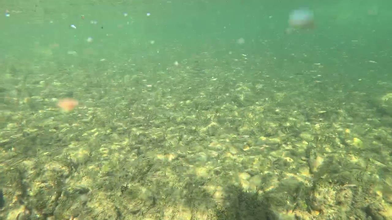 Swimming Amongst Alpine River Fish (4K)