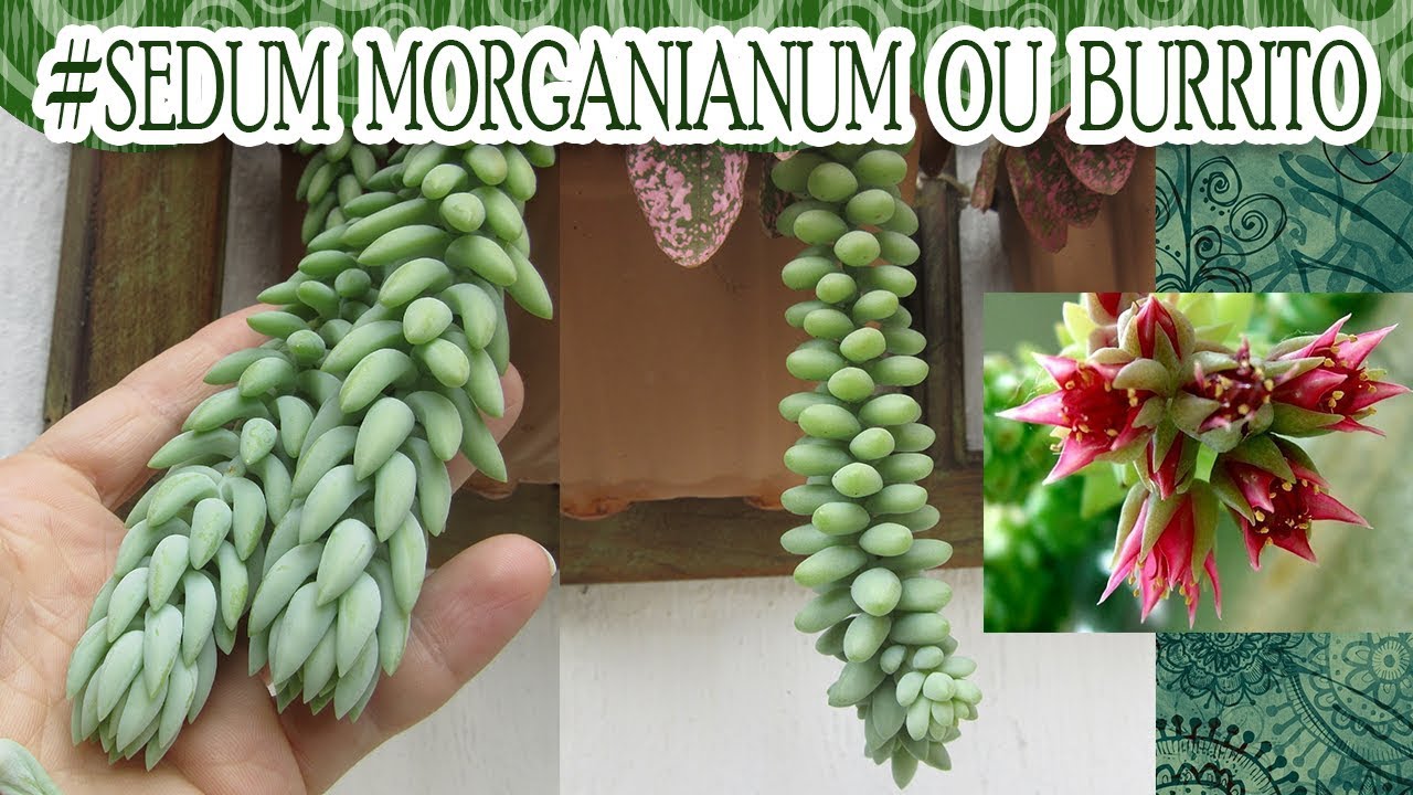 #Suculentadodia! | Sedum Morganianum ou Burrito