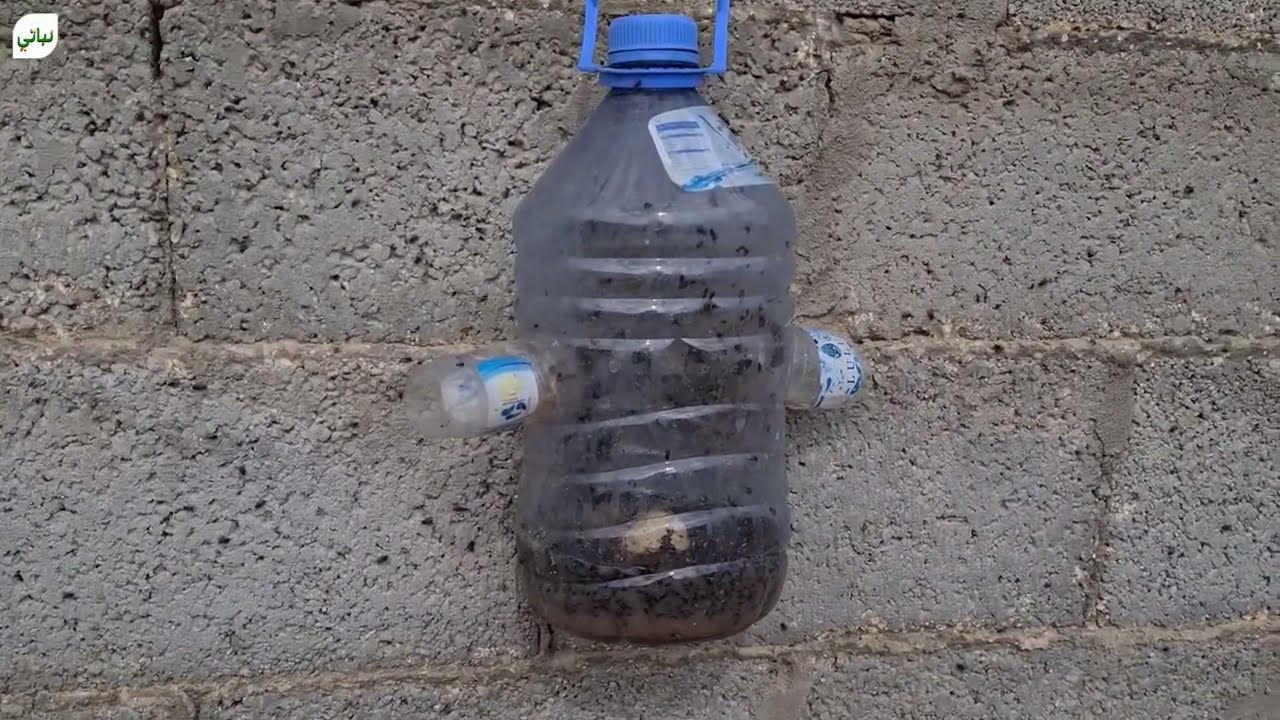 مصيدة الذباب ( تطبيق عملي )
