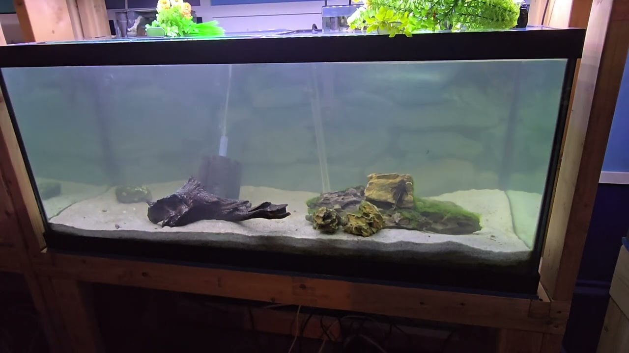 New Severum and American Cichlid Tank