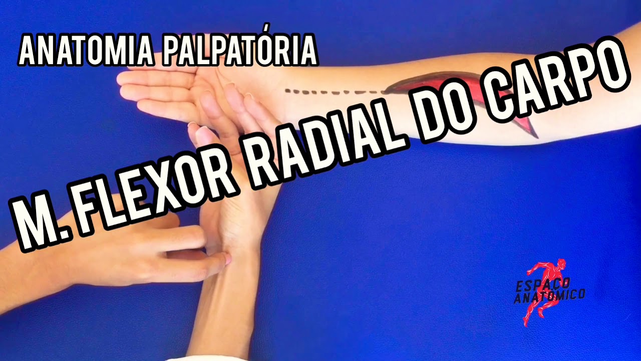 M. Flexor radial do carpo
