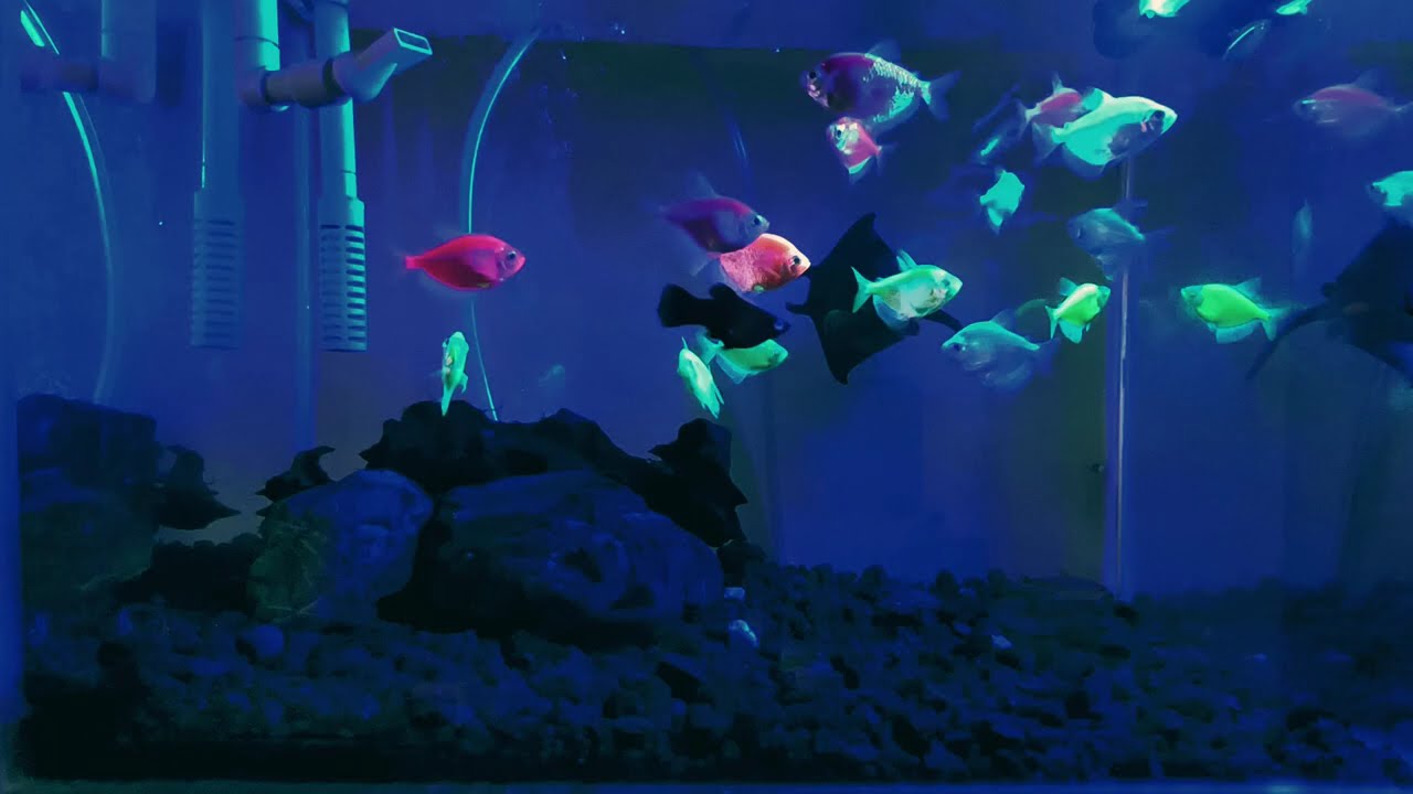 Peaceful Glowfish Swimming in Neon Aquarium | Relax & Unwind