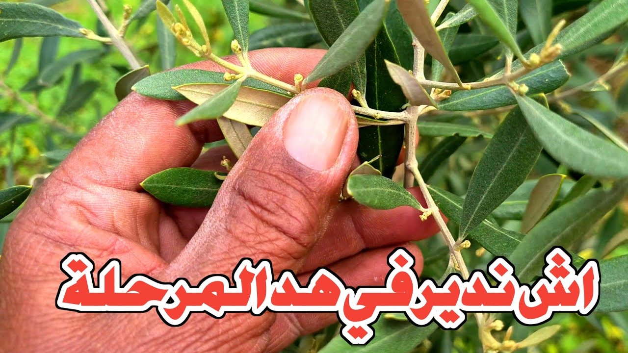 الزيتون خرج البراعم  الثمرية والخضرية باش خاصني داويه واش من سماد نستعمل