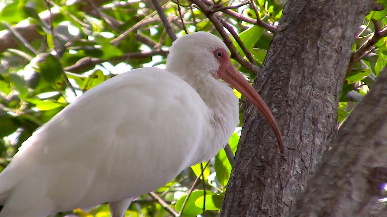 American White Ibis 0001 Nature Footage - WAWW's Relaxing Wildlife