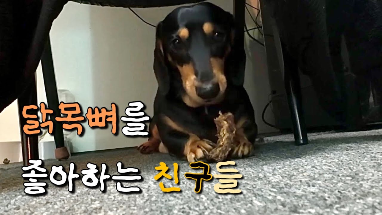 닭목뼈를 먹는 영상입니다
