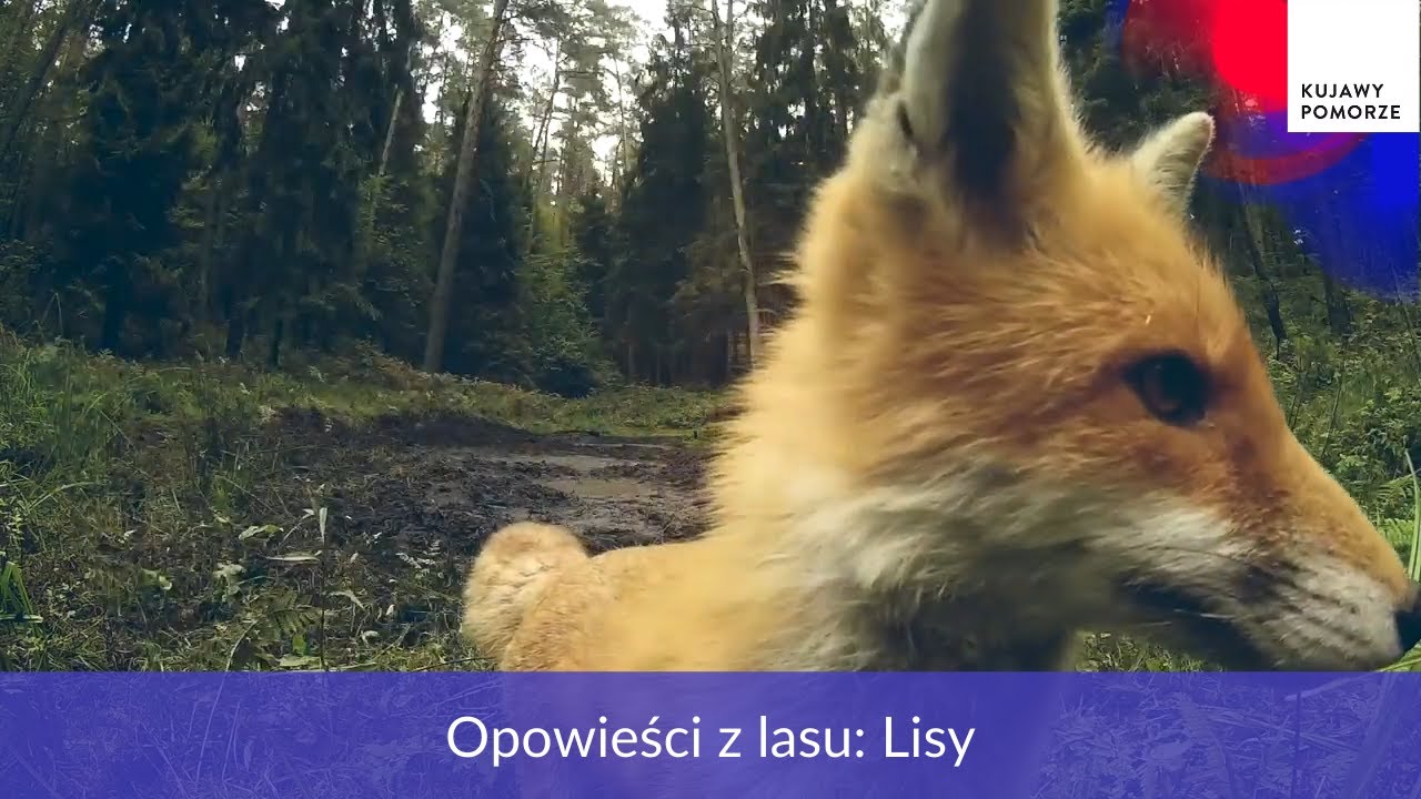 Opowieści z lasu: Lisy