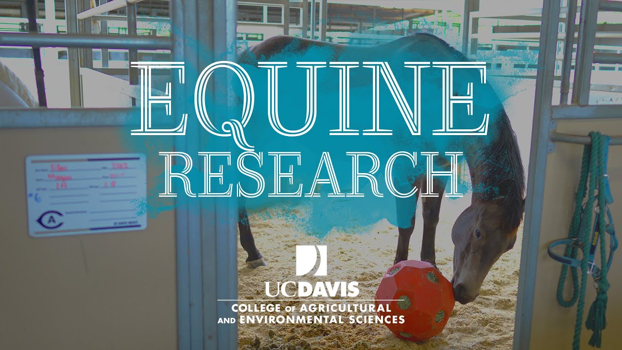 Animal Science and Equestrian Team conduct research together