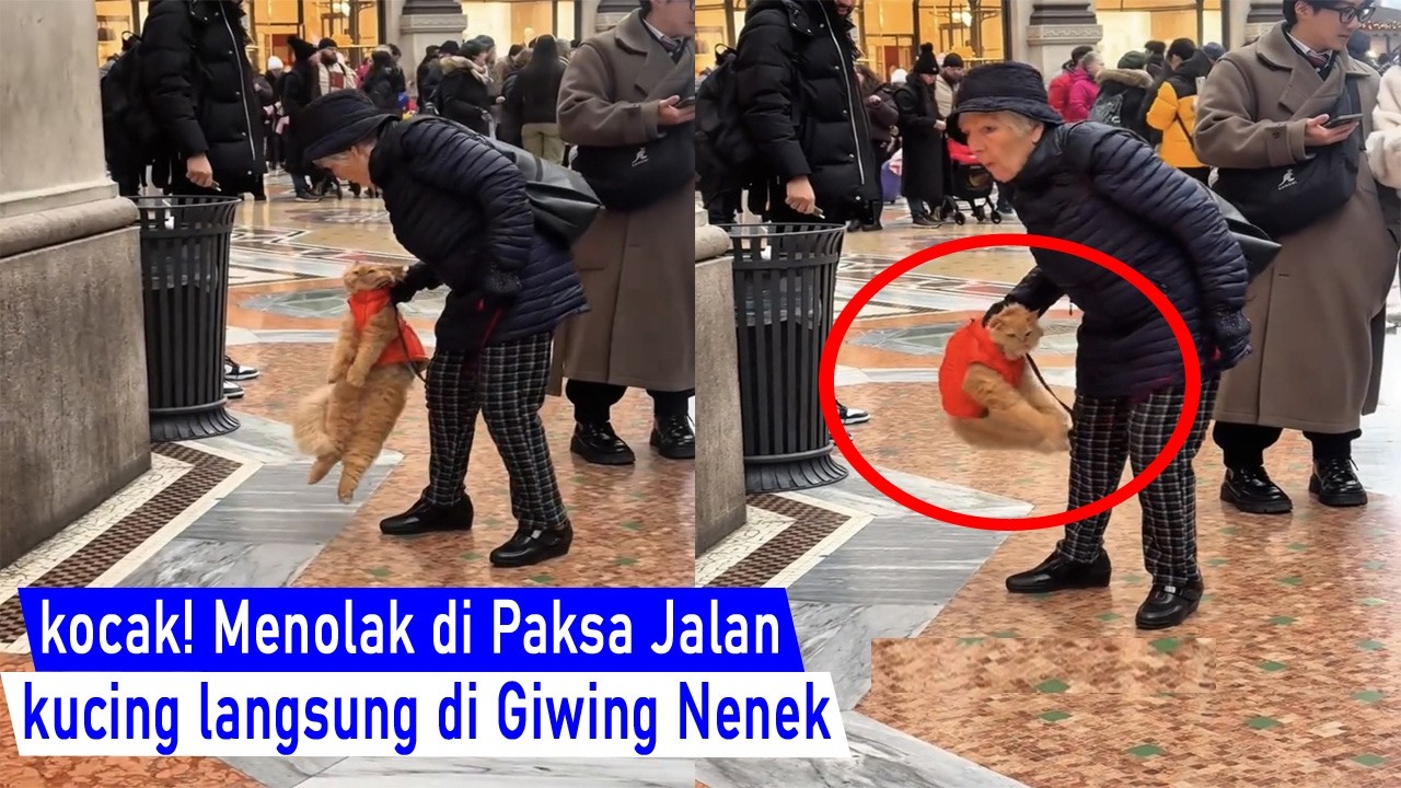 BAKALAN Ngakak! Ga mau di ajak jalan kucing sampai kena Giwing Nenek di Gendong Paksa/Kompilasi Lucu