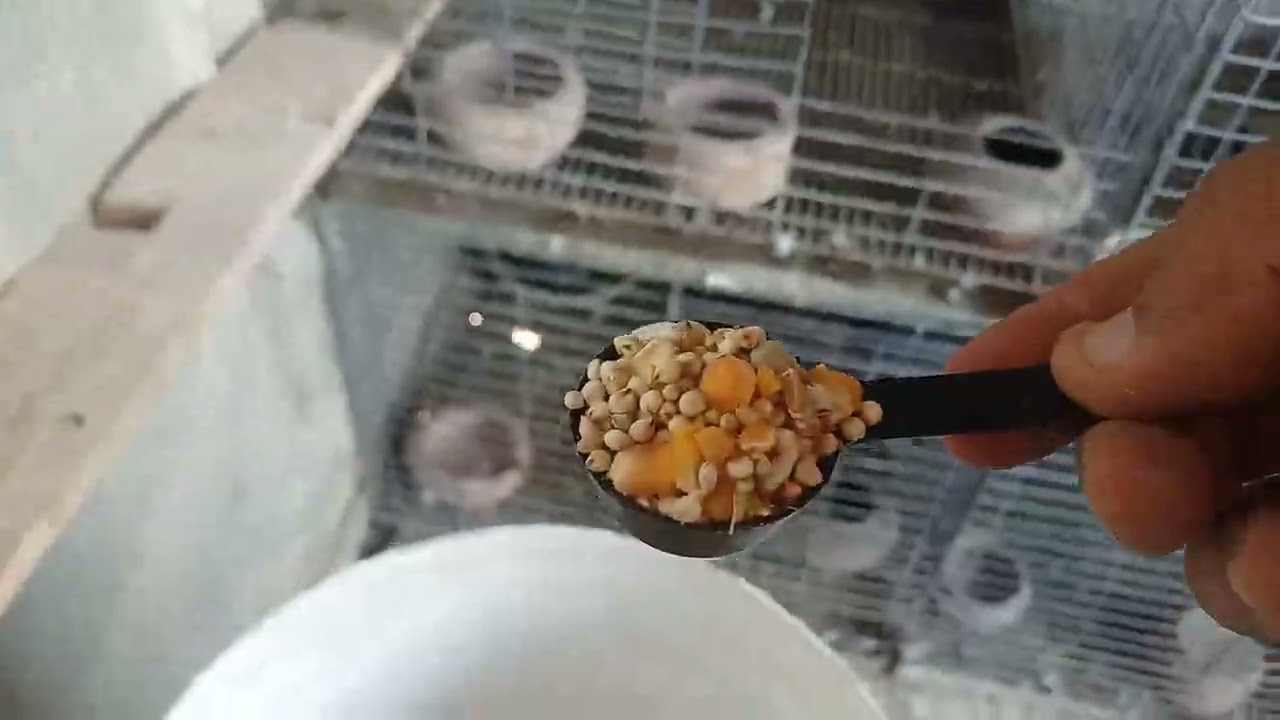 تقديم الخميره والزيت