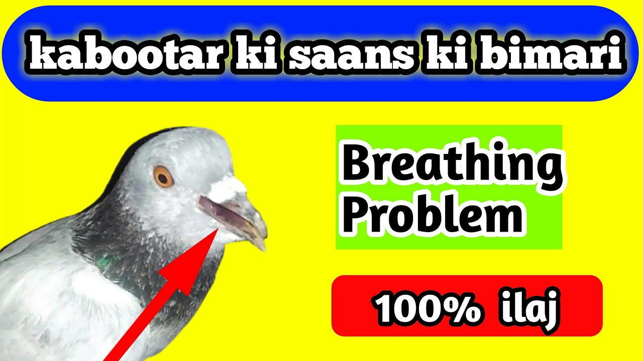 pigeon breathing with open mouth ||  kabootar ki saans ki bimari ka ilaj