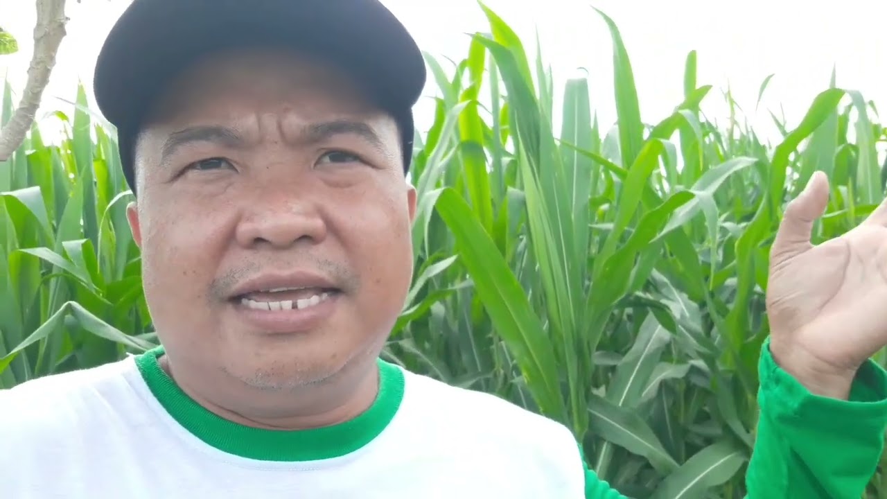 Paano ang Process ng Hybrid (F1) Corn Seed Production