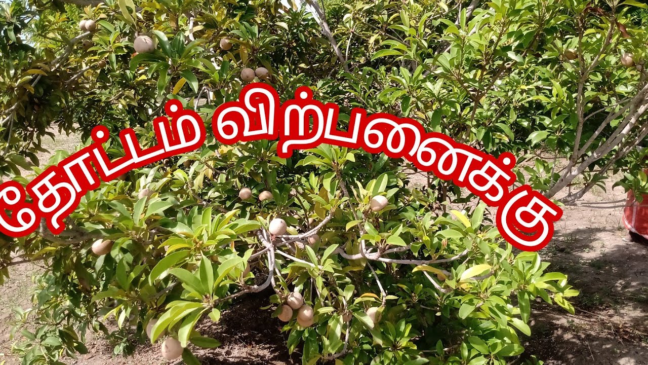 Land for sale near sivakasi# அழகிய தோட்டம விற்பனைக்கு ₹ 50 L