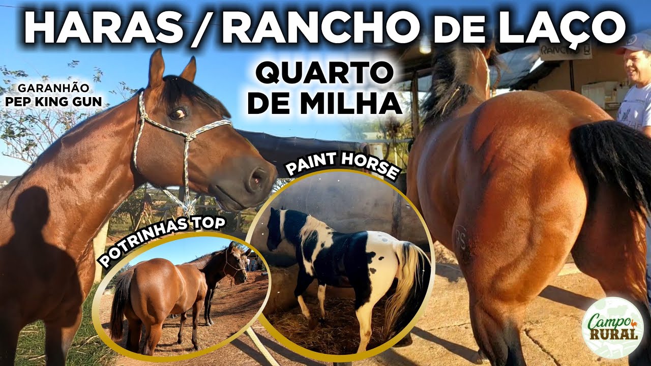 HARAS / RANCHO DE LAÇO - QUARTO DE MILHA - PAINT HORSE
