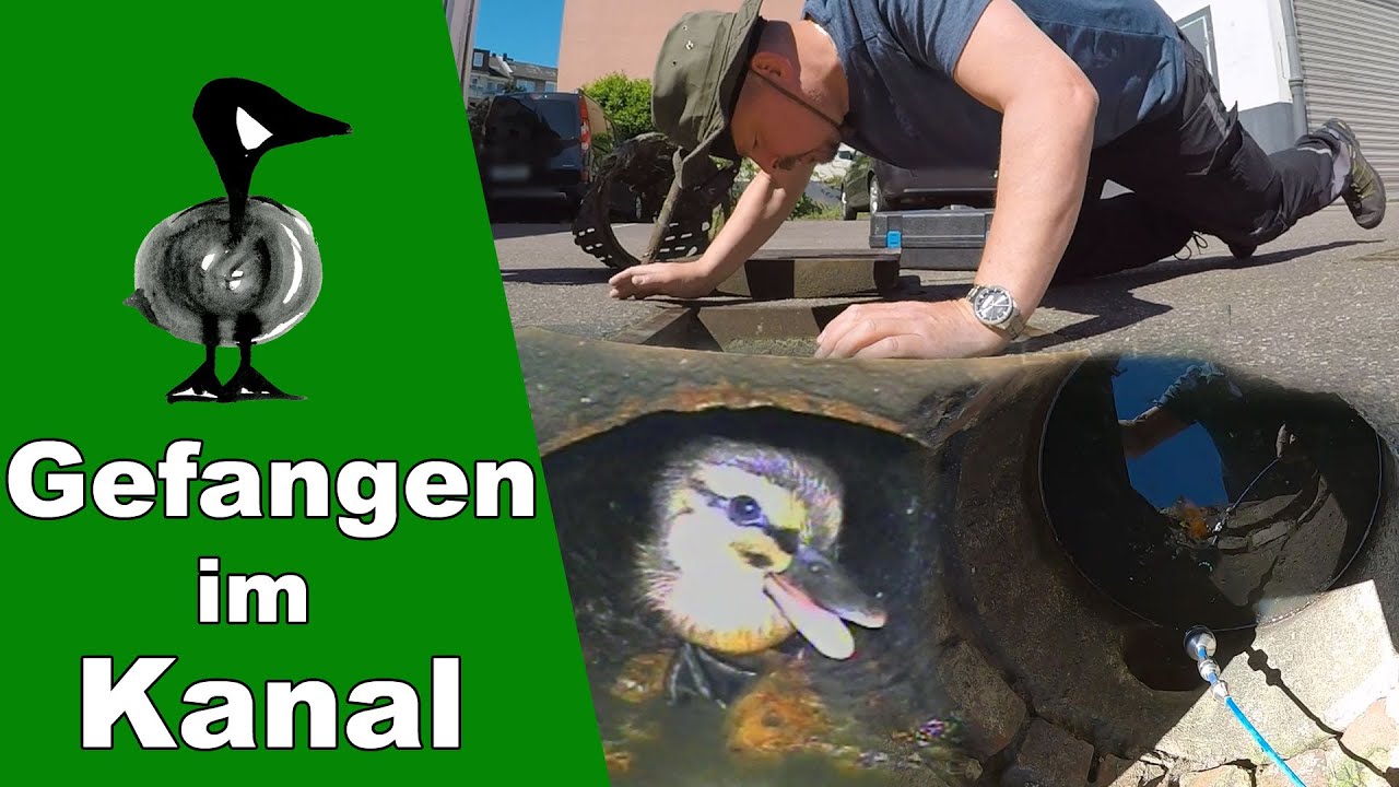 Küken im Kanal gefangen - Tiernotruf #303