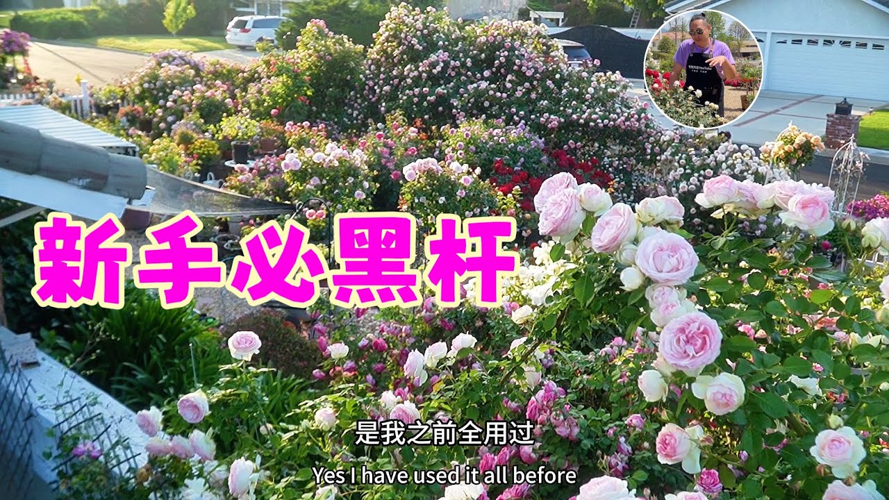 玫瑰都是被爱死的你敢信？终于找到黑杆的原因了！园艺篇662
