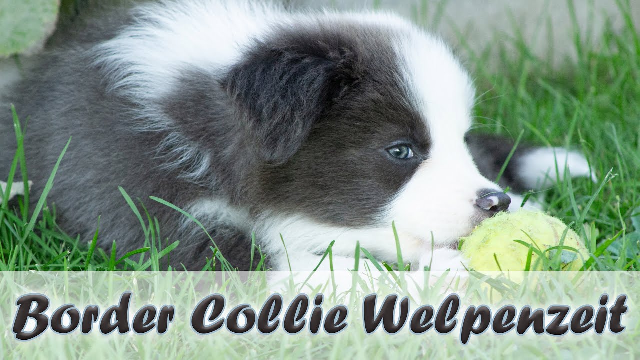 BORDER COLLIE Welpe 10/11 WOCHE: Erstes Schwimmen, Spielen mit Rhodesian Ridgeback, Sozialisierung