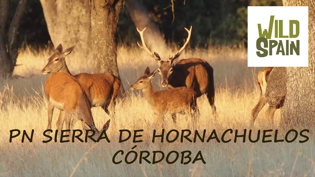 Wild Spain - Capítulo 56 - Parque Natural de Hornachuelos, Córdoba.