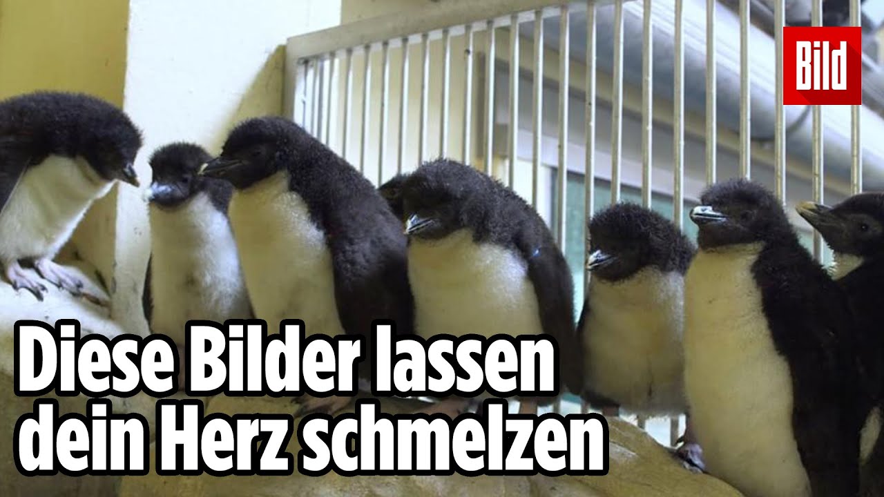 Tiergarten Schönbrunn: Nachwuchs bei den Felsenpinguinen