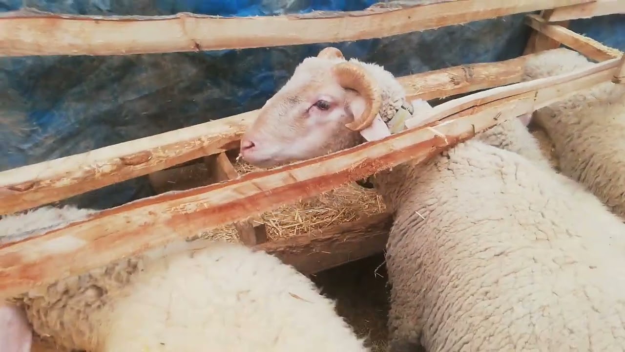 akbaranın ve çakalın yemeklerini verdik koyunun ve toklunun da yemlemesini yaptım keyifler yerinde