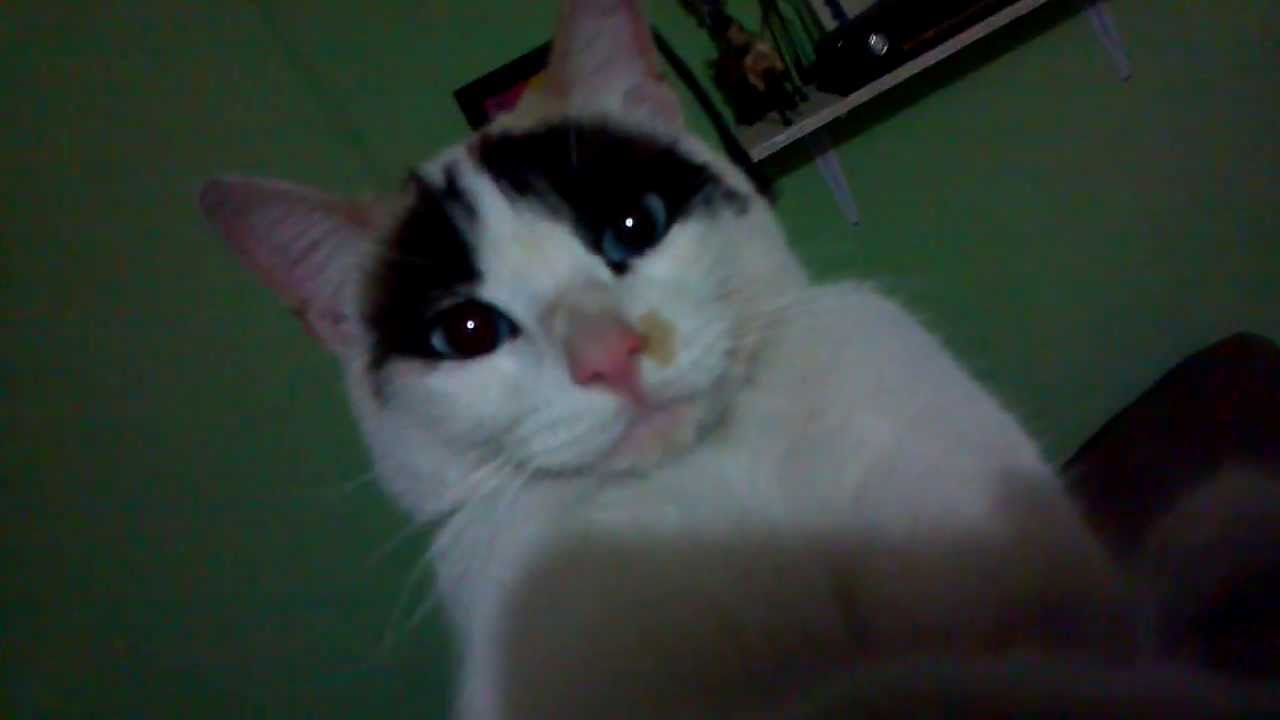 gato se da cuenta que lo graban