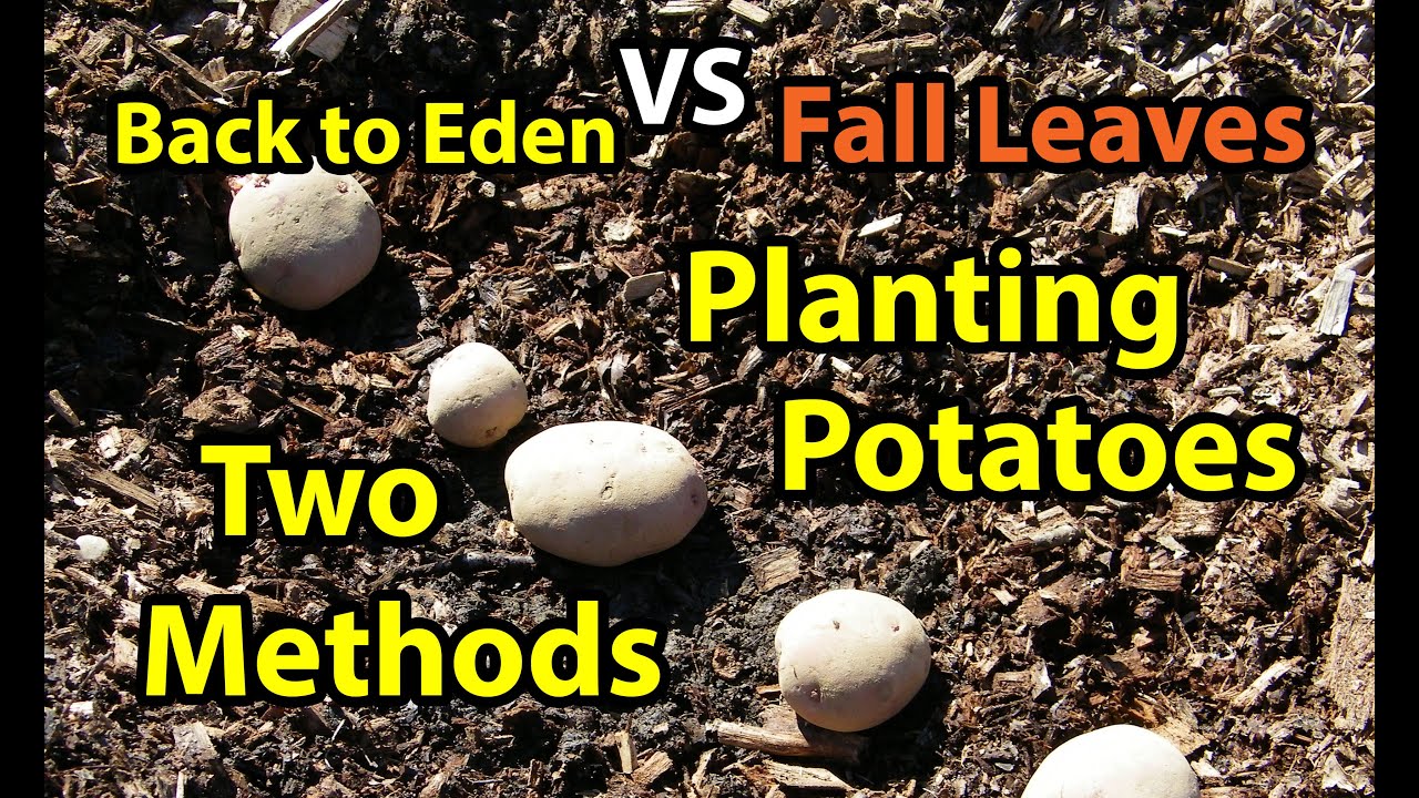 Посадка картофеля – метод органического садоводства «Назад в Эдем» с использованием древесной щеп...