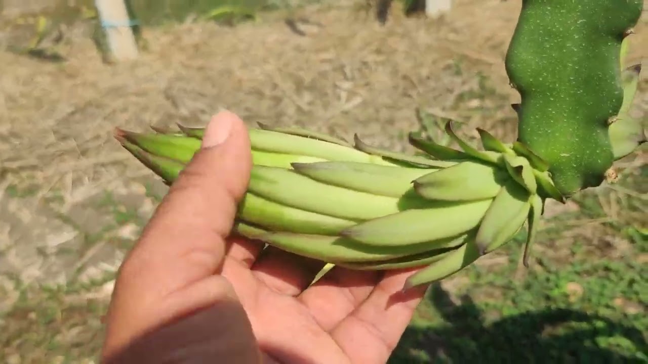 78- Pitaya em espaldeira; área experimental e comercial.