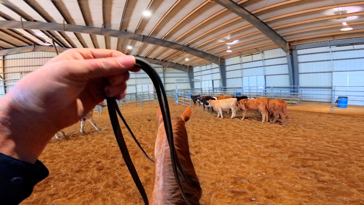 Horseback Handling Stewardship