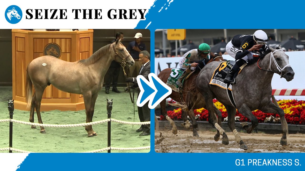 2024 G1 Preakness S. winner SEIZE THE GREY at The Saratoga Sale