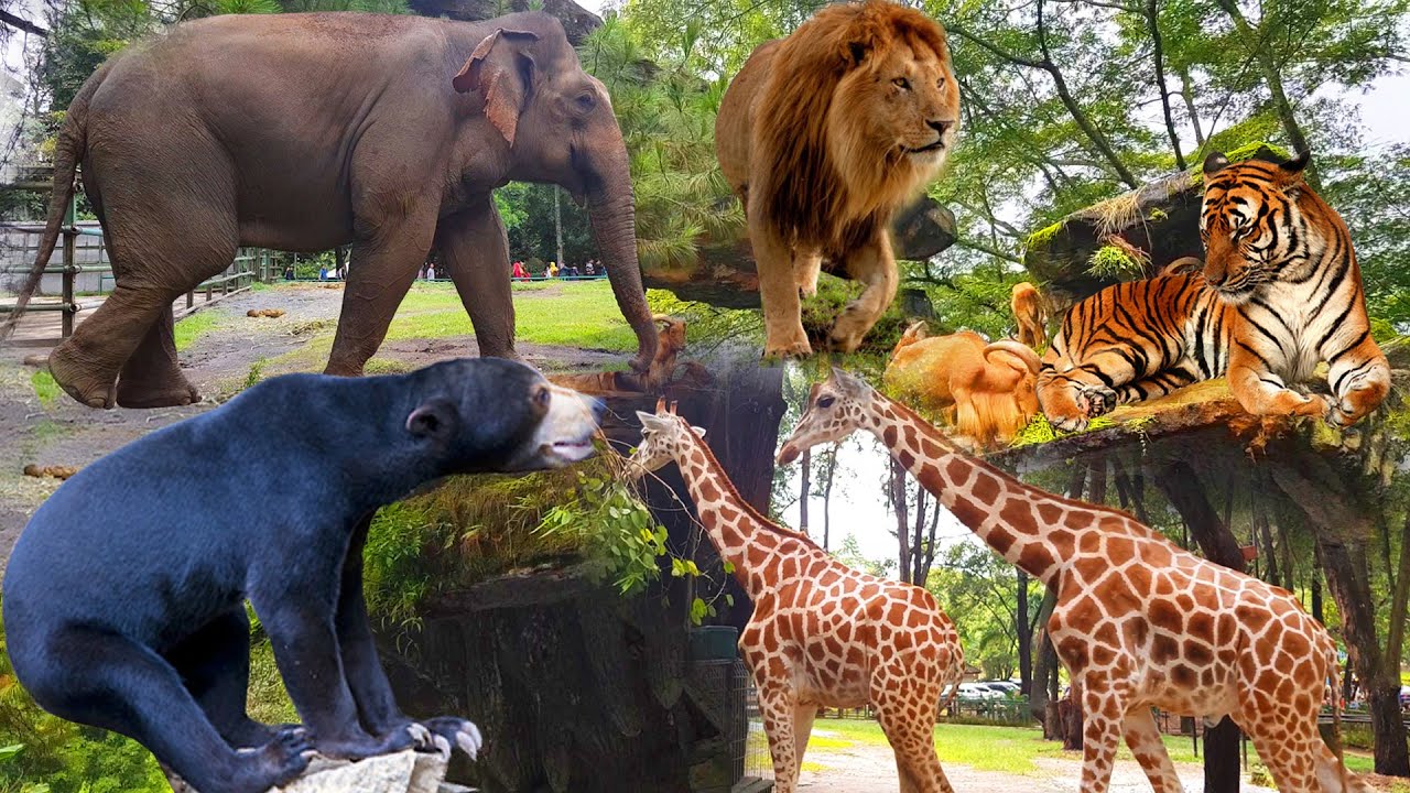 TAMAN SAFARI INDONESIA BOGOR New 2020