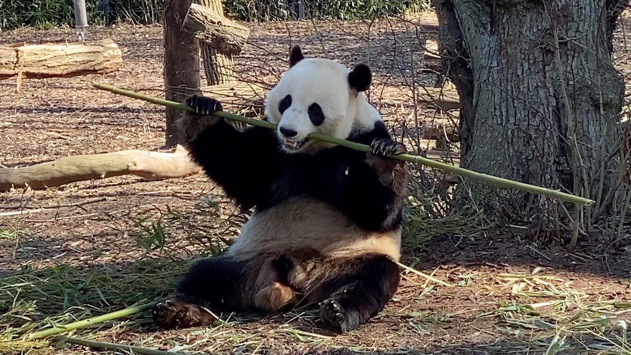 Pairi Daiza 2021
