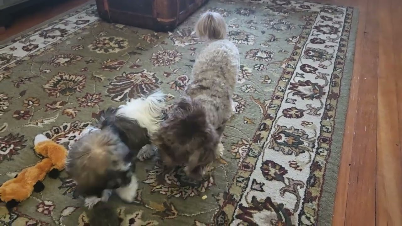 Morning Stand-up Meeting